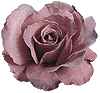 rose01.gif