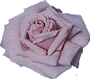 rose09.gif