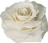 rose10.gif