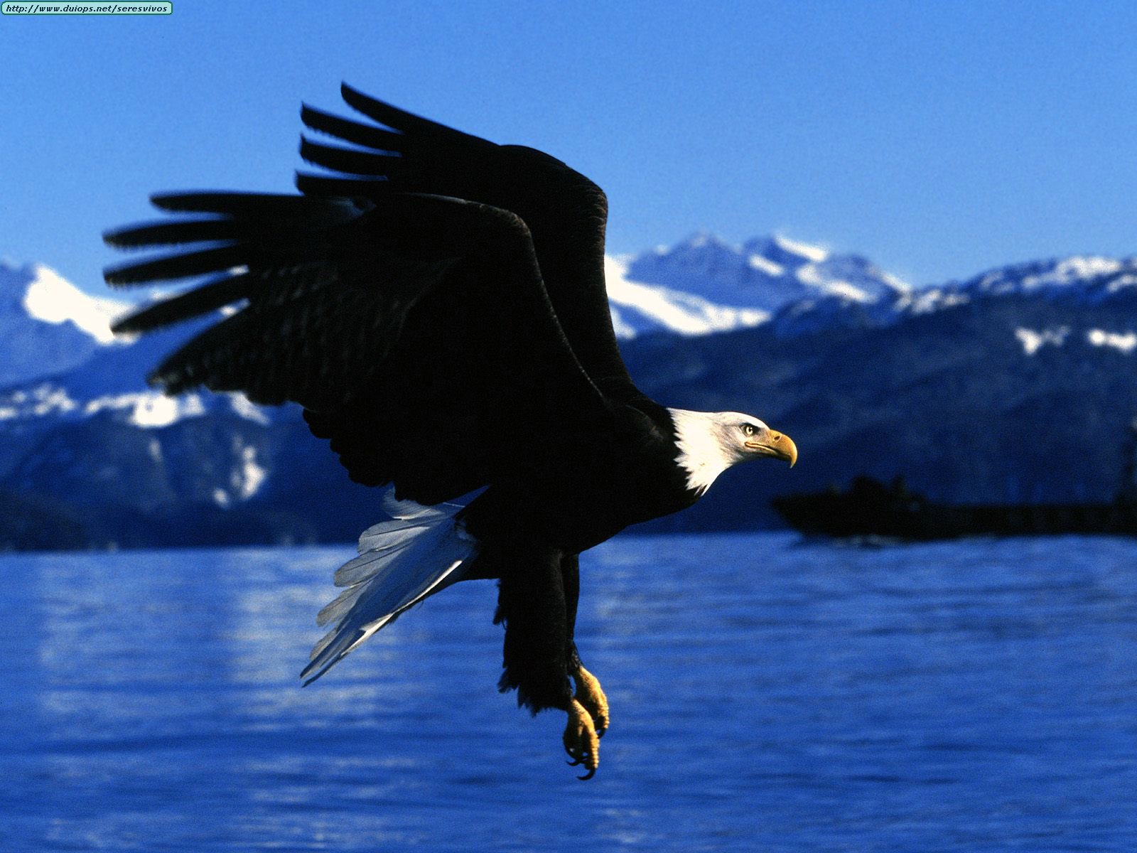 Flying Eagles Wallpapers Colorful Birds Backgrounds