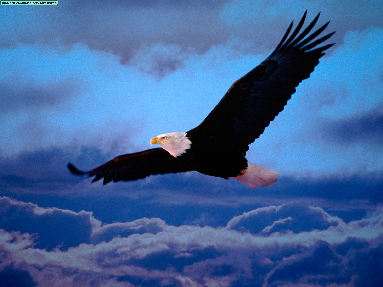 http://www.duiops.net/seresvivos/galeria/aguilas/On%20Freedom%27s%20Wings.jpg