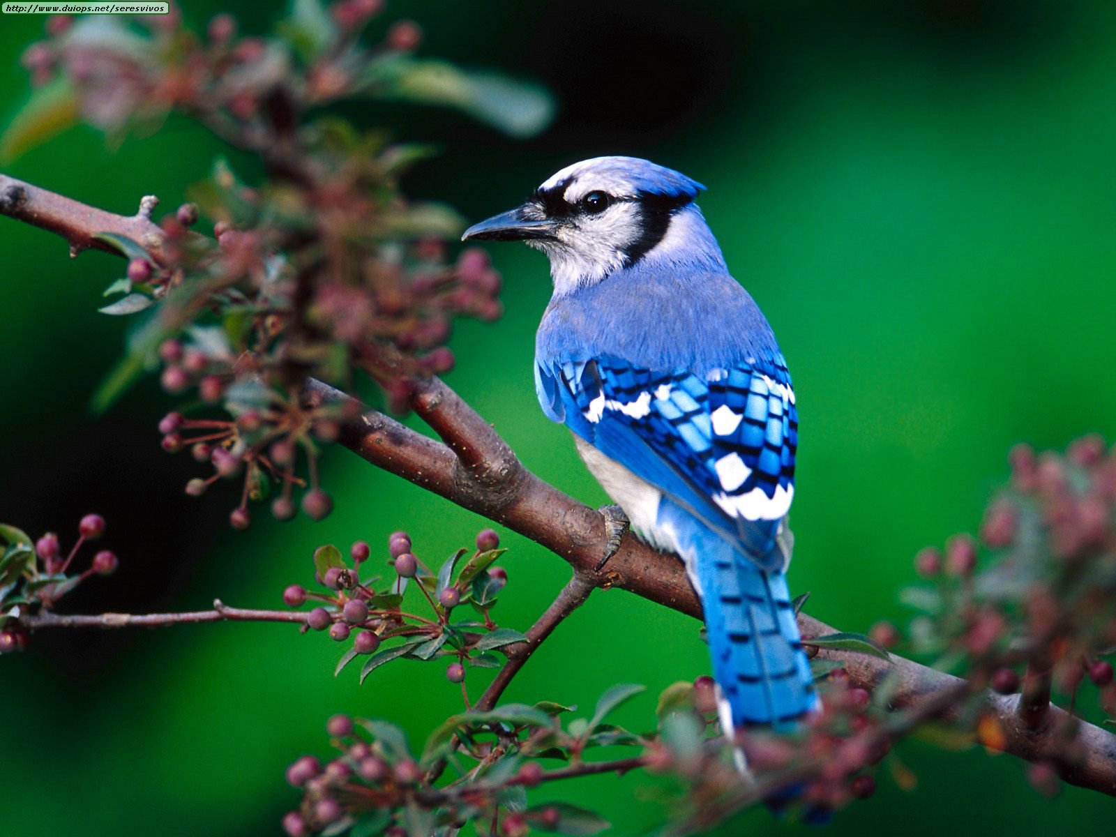 Fotos pequeñas de aves - Pájaros - ForoMascotas