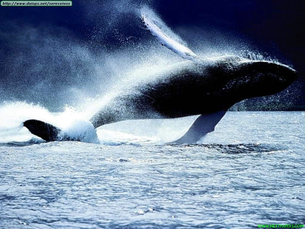 http://www.duiops.net/seresvivos/galeria/ballenas/Animals_Whales%20&%20Dolphins_Breaching%20Adult%20Humpback,%20AuAu%20Channel,%20Maui.jpg