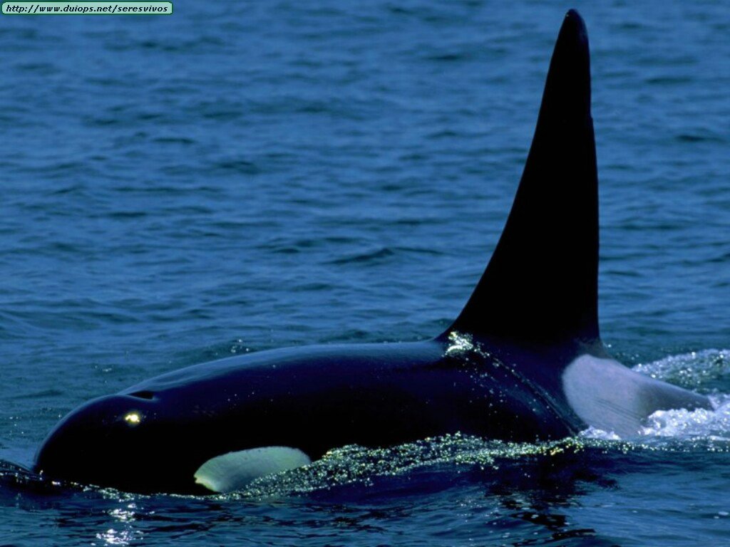  دلافين اوكرا Animals_Whales%20&%20Dolphins_Orca%20Fin,%20aka%20%20Jaws%20