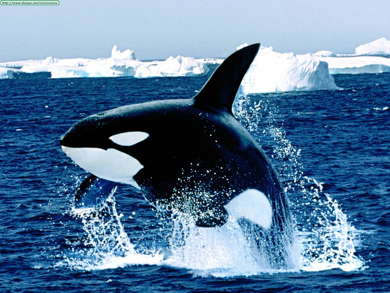 الثدييات البحريه Marine mammals Ocean%20Life_Whales_Emerging,%20Killer%20Whale