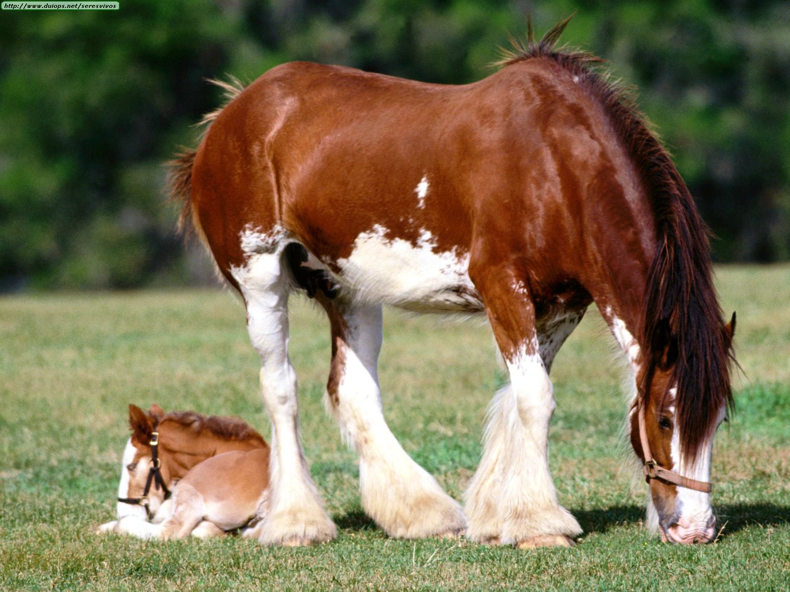 Animals%20Horses_Strength%20Personified,%20Clydesdale%20Mare%20and%20Foal.jpg