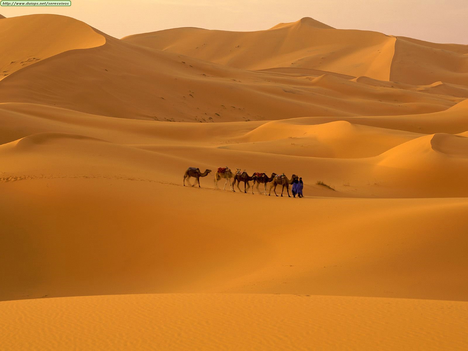 http://www.duiops.net/seresvivos/galeria/camellos/Travel_Africa_Sahara%20Desert,%20Morocco.jpg