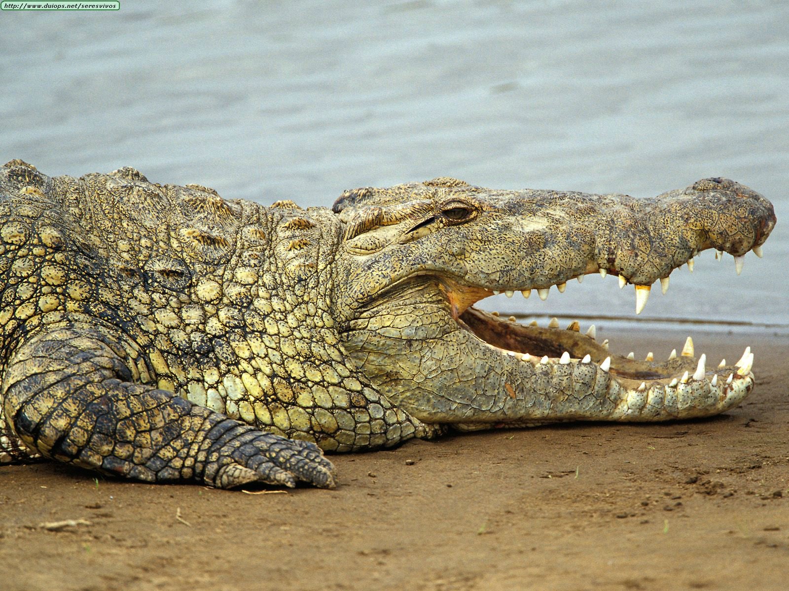 Nile%20Crocodile,%20Masai%20Mara,%20Kenya.jpg