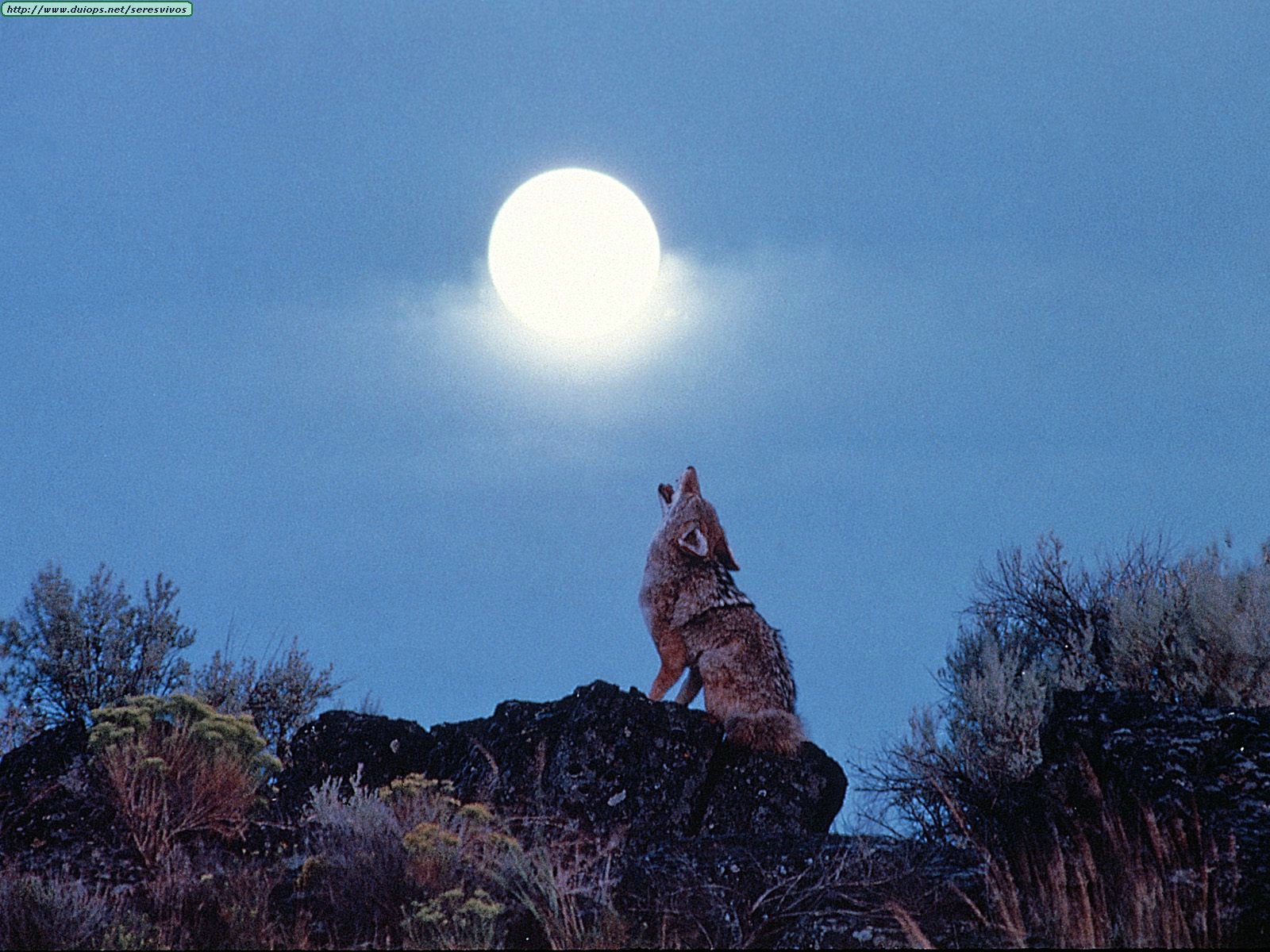 http://www.duiops.net/seresvivos/galeria/coyotes/Howling%20Coyote.jpg
