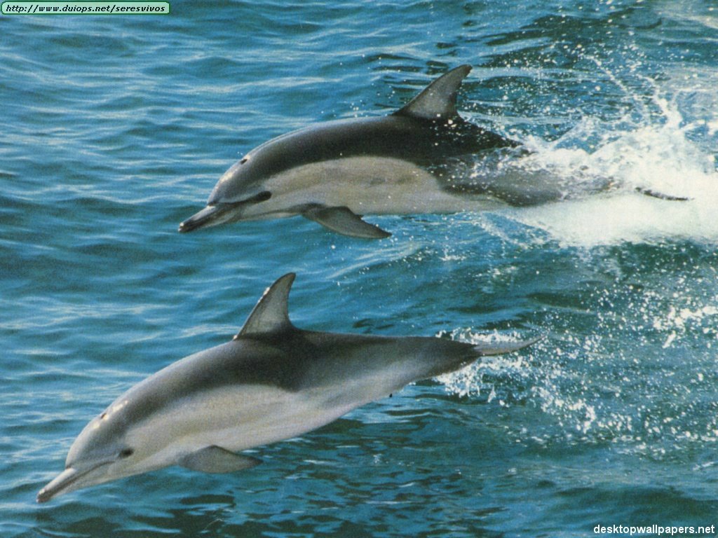 http://www.duiops.net/seresvivos/galeria/delfines/Wallpaper%20-%20Animales%20-%20Delfines%20001%20%5B%20Shared%20by%20DaVinci%20%5D.jpg