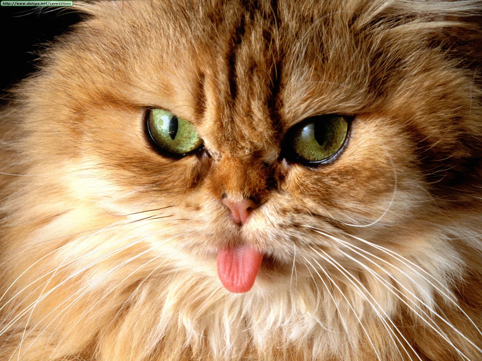 Cat got your tongue?