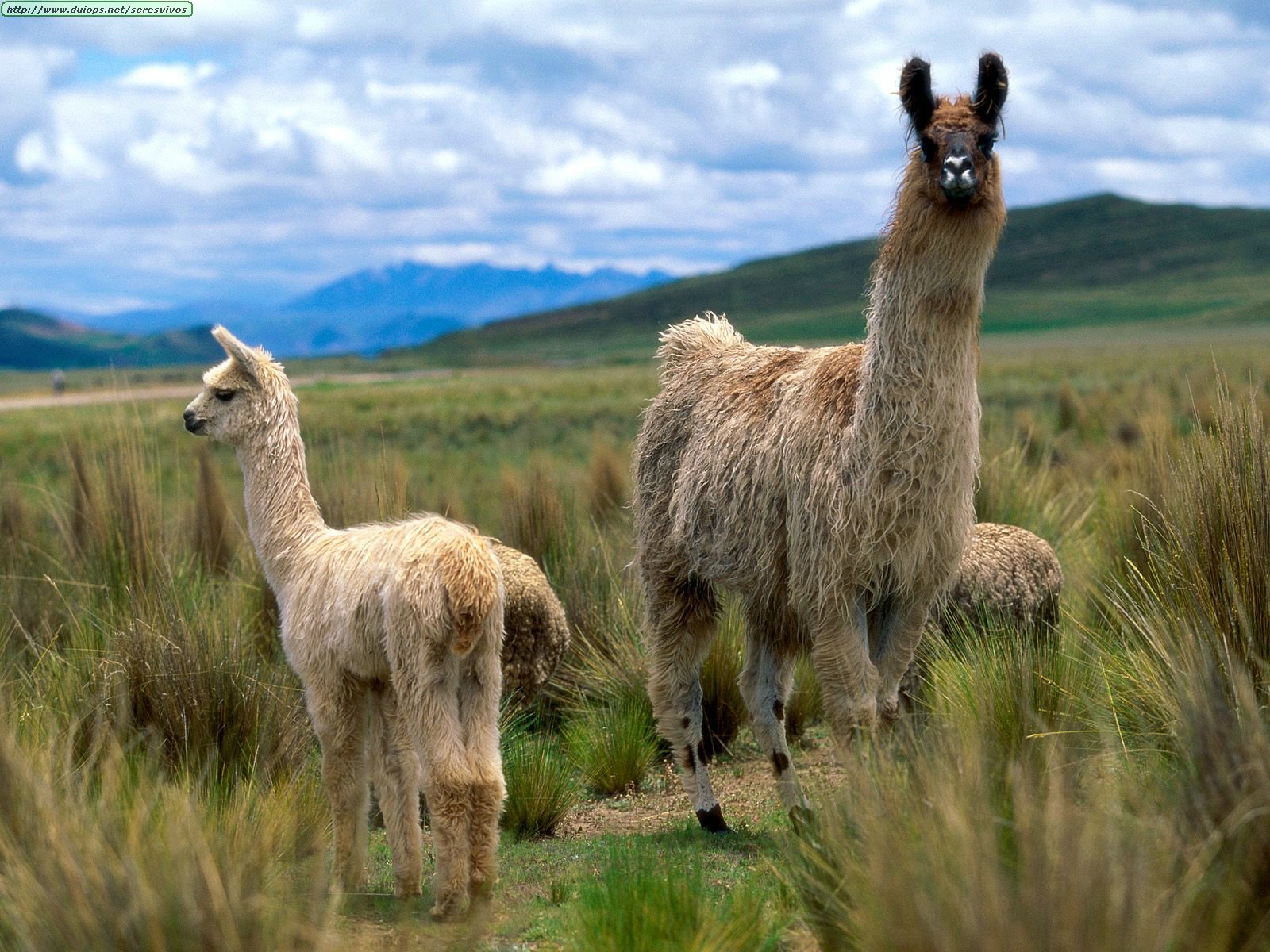 [J.F.] Simon pide! - Página 6 Animals%20South%20American_Llamas,%20Andes%20Mountains