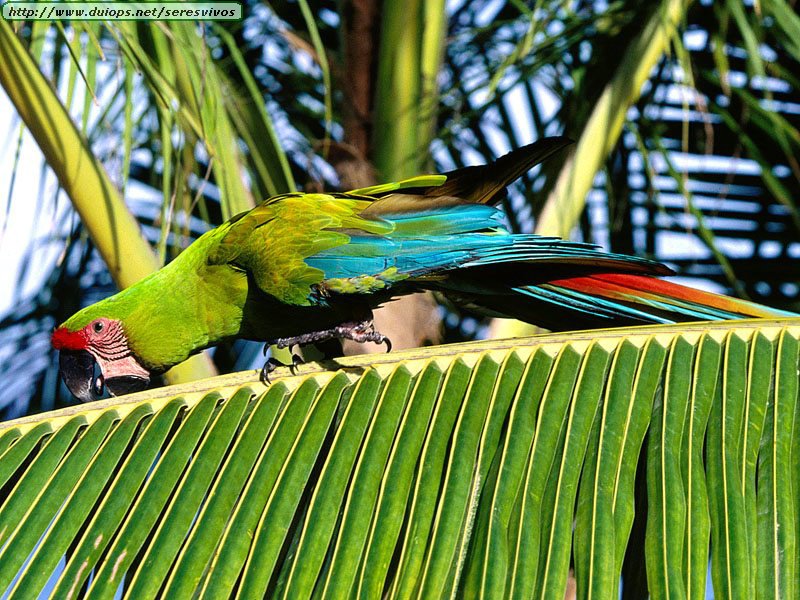 Loritos de todos colores Loritos de todos colores