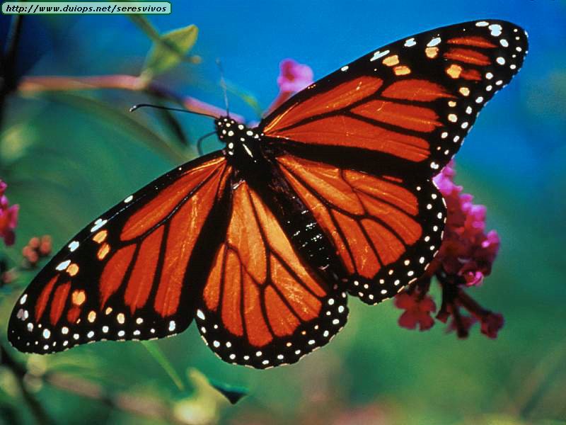 Monarch%20Butterflies.jpg