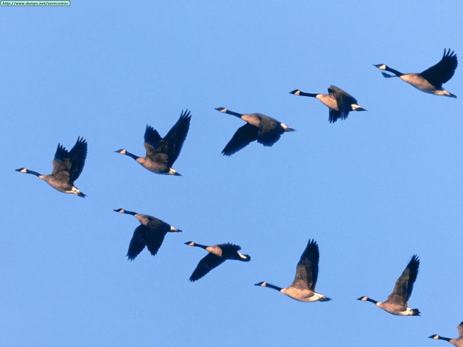 A Lean Journey: Lean Leadership Lessons We Can Learn From Geese