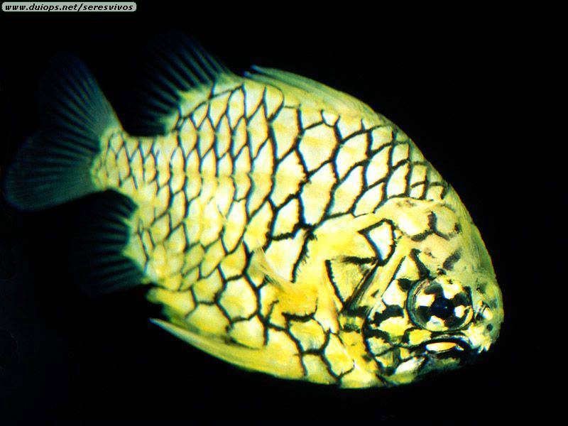 http://www.duiops.net/seresvivos/galeria/peces/Tropical%20Fish%202.jpg