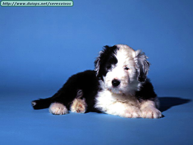 bearded collie Billy,%20Bearded%20Collie%20Baby