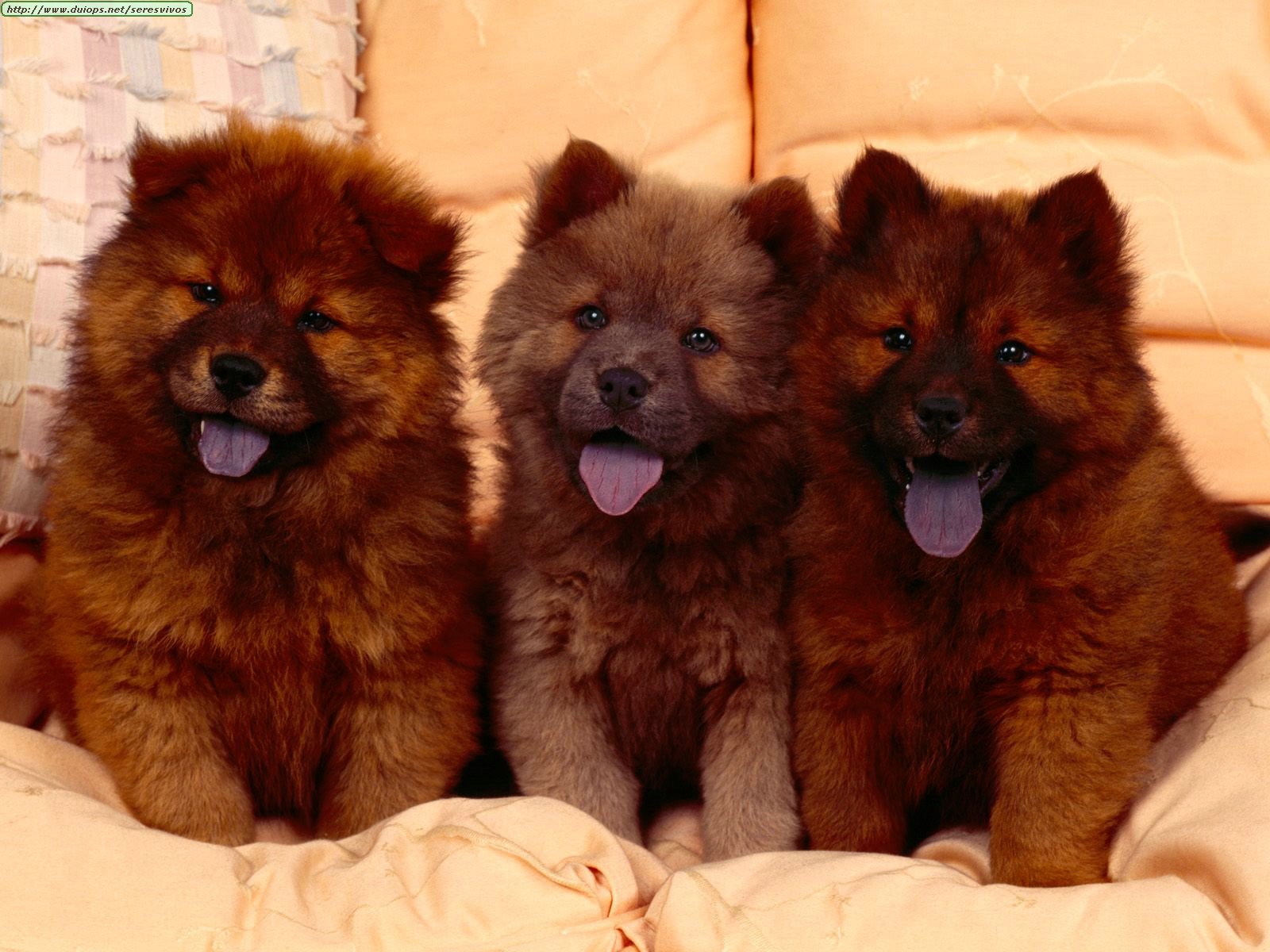 Cozy%20Couch,%20Chow%20Chow%20Puppies.jpg