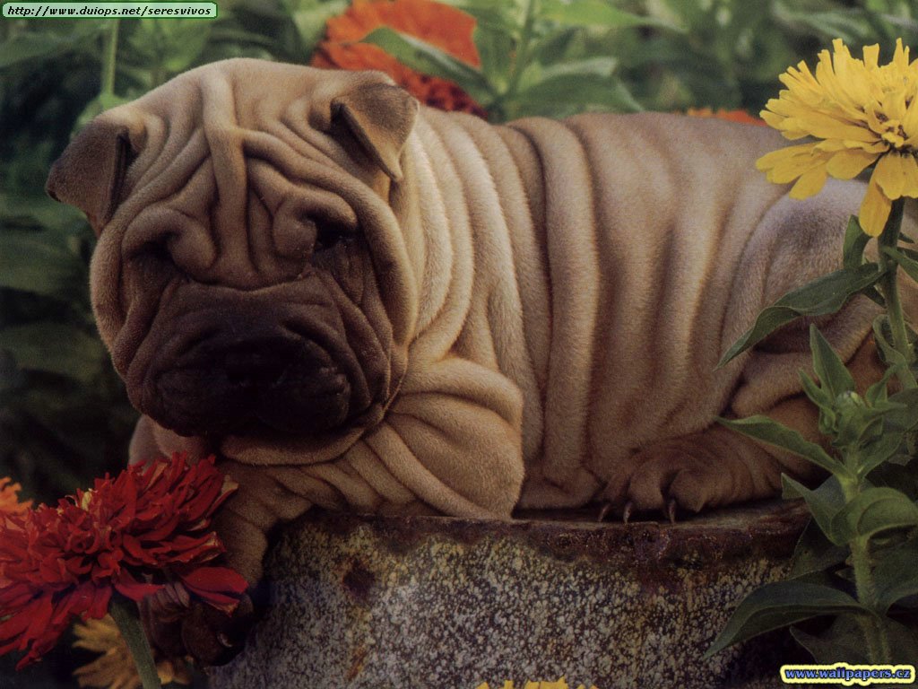 CACHORROS Y ANIMALES Wallpapers%20-%20Animales%20by%20Alms!!%20(168)