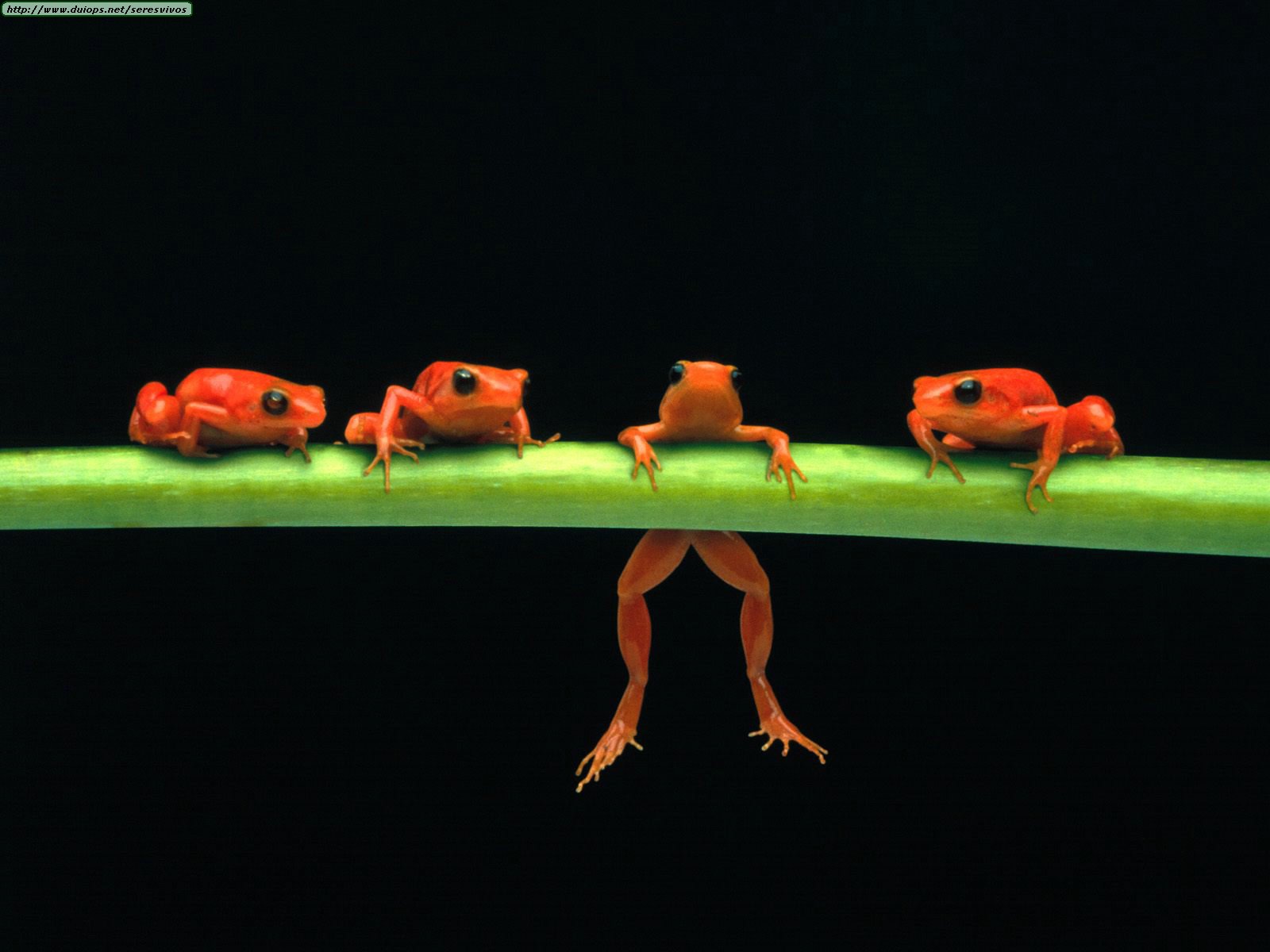 Hang%20in%20There,%20Red%20Tree%20Frogs.jpg