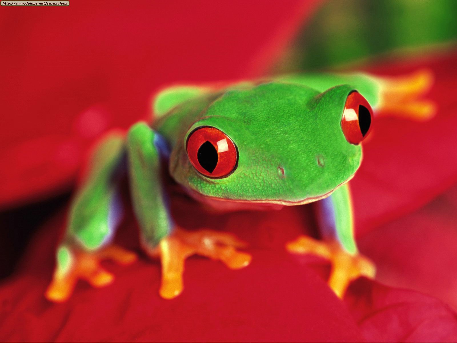 http://www.duiops.net/seresvivos/galeria/ranassapos/Red-eyed%20Tree%20Frog.jpg