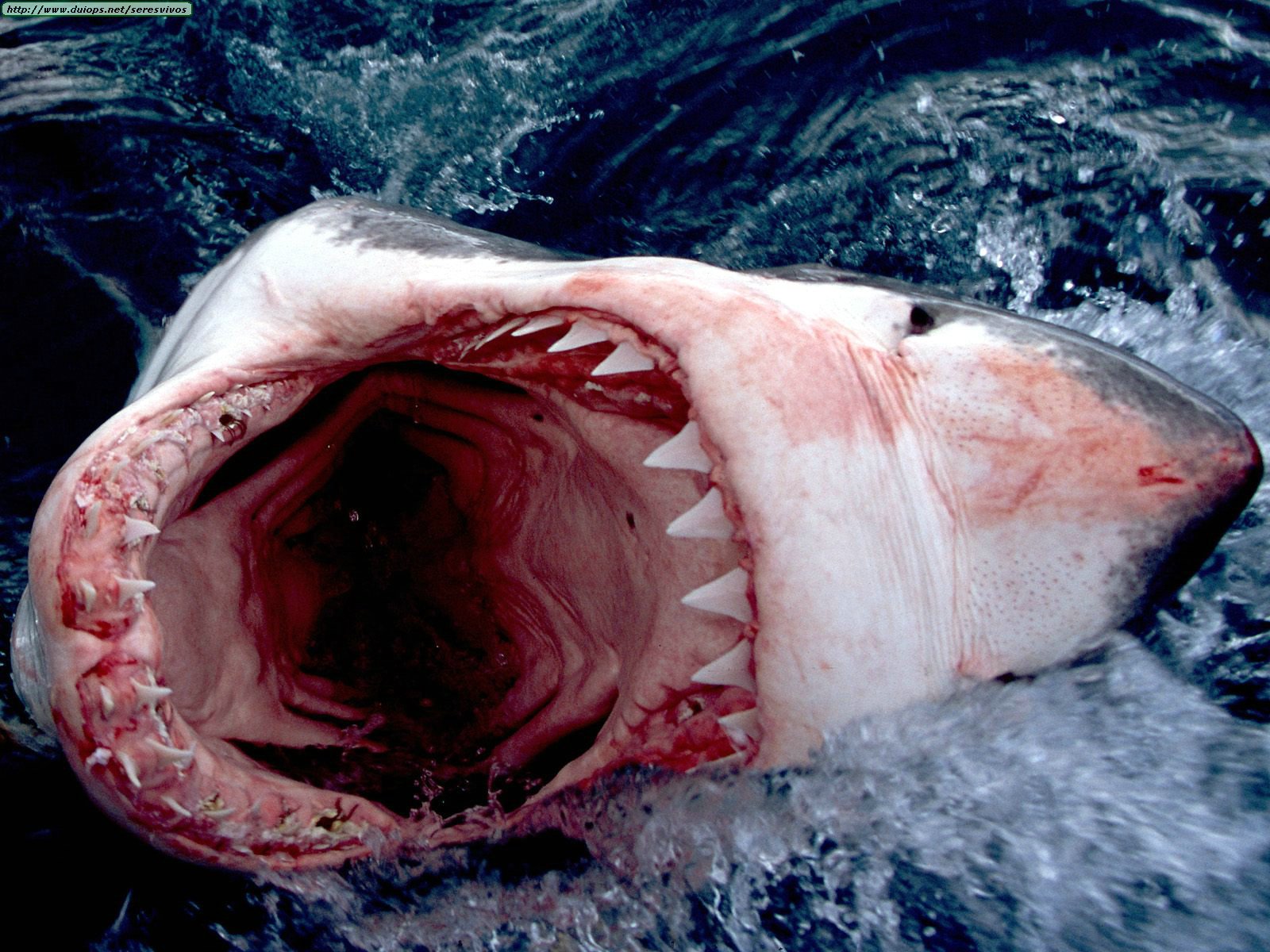 http://www.duiops.net/seresvivos/galeria/tiburones/Great%20White%20Shark,%20South%20Africa.jpg