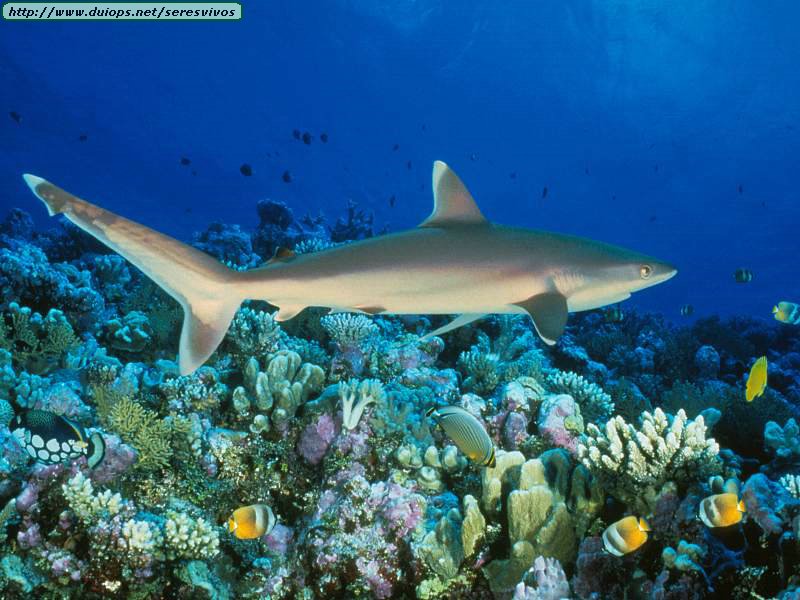 Silvertip%20Shark,%20Great%20Barrier%20Reef,%20Australia.jpg