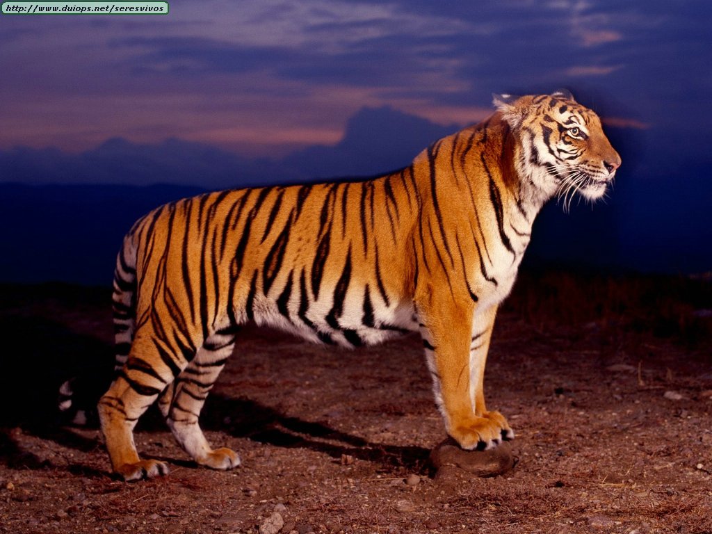 Tigres | Natural Power