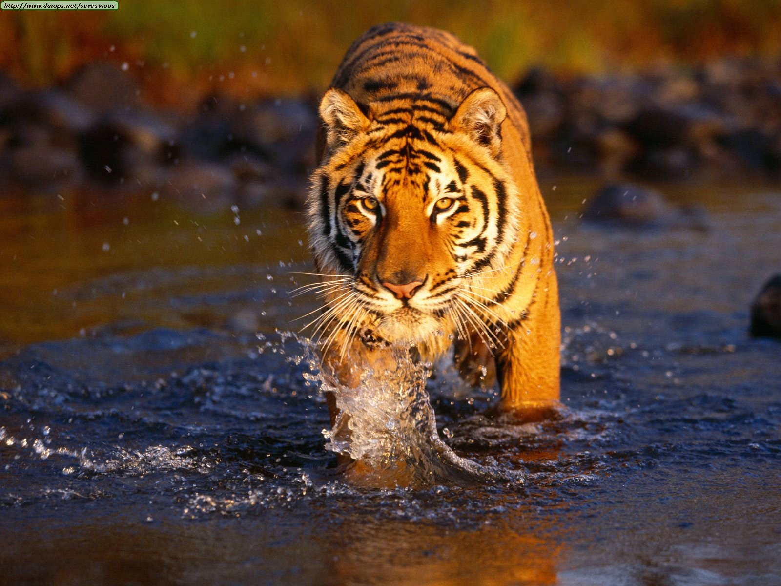 Destroy The Picture Above! Creek%20Crossing,%20Bengal%20Tiger