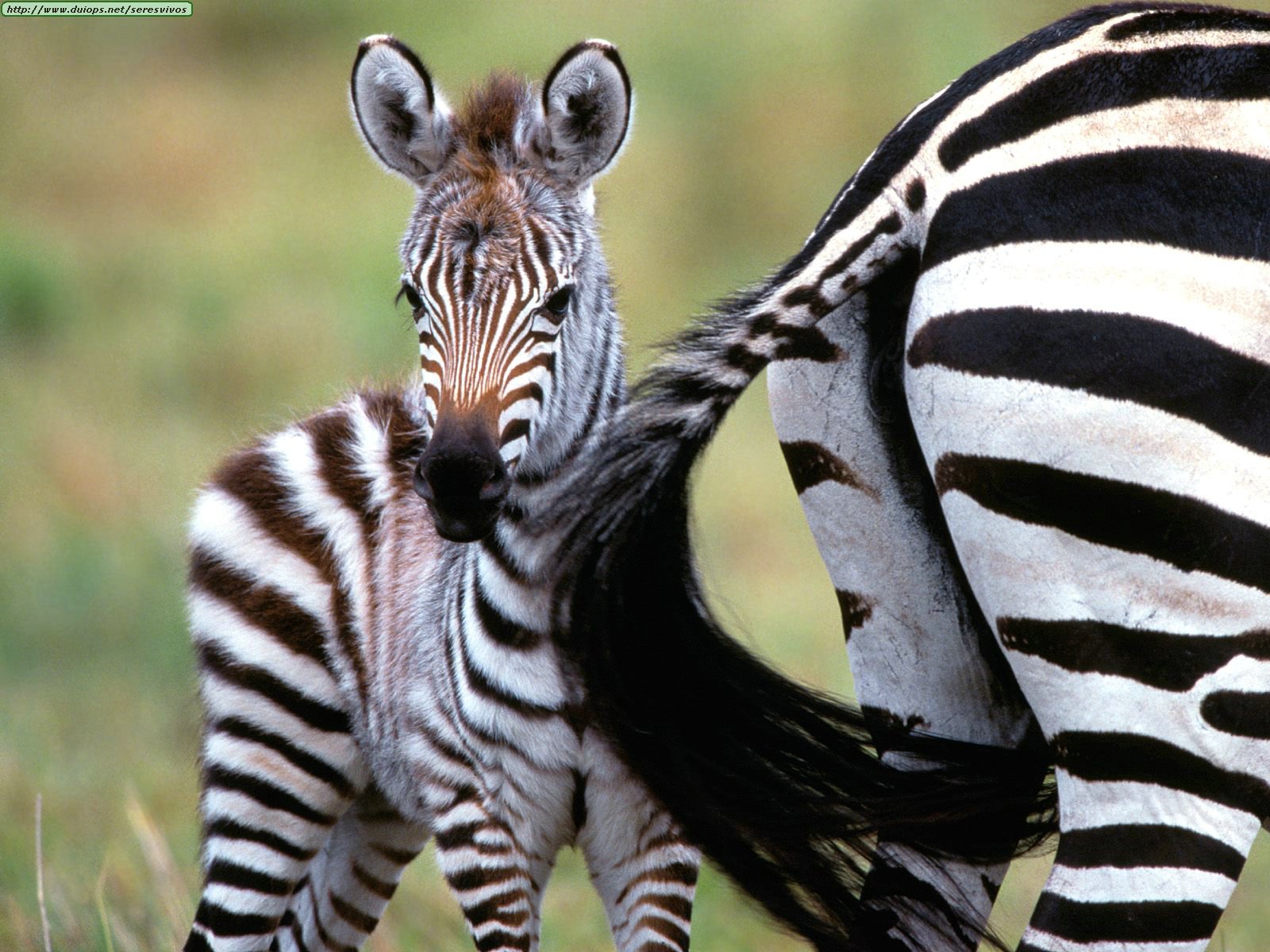 http://www.duiops.net/seresvivos/galeria/zebras/Animals%20Zebras_Natural%20Flyswatter,%20Burchell%27s%20Zebras,%20Kenya,%20Africa.jpg