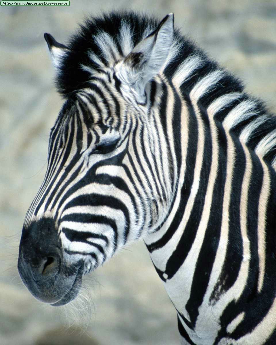 http://www.duiops.net/seresvivos/galeria/zebras/Animals%20_ANML0175.JPG