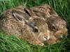 A%20Pair%20of%20Hares.jpg