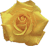 rose02.gif