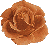 rose05.gif