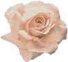 rose06.gif