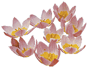 tulips2.gif