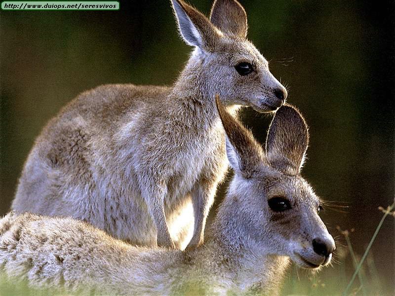 matan canguros en australia
