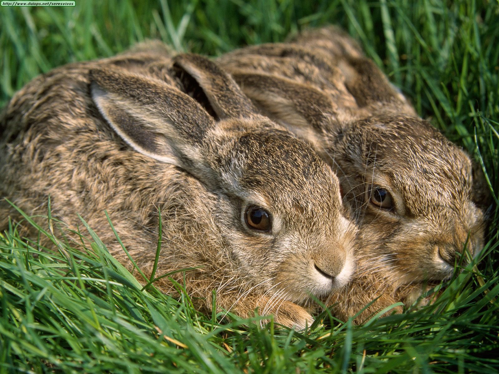 Fotos de conejos