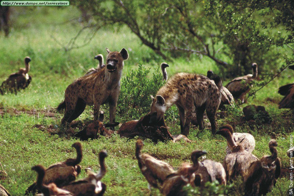 hyena-and-whitebacked-vultures-01301147b.jpg