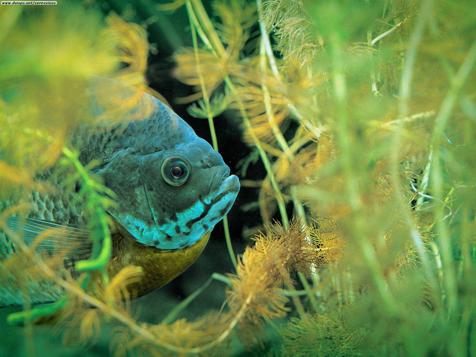 bluegill wallpaper