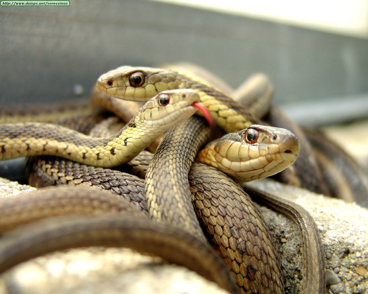 Snakes Photos